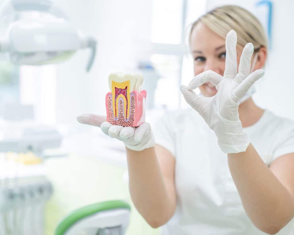 prototype of internal structure of tooth